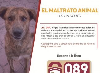 Recibió C4 mil 243 reportes de maltrato animal a través del 089
