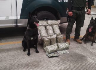 Asegura Compañía K9 de Fuerza Civil cinco kilos de marihuana en Tihuatlan