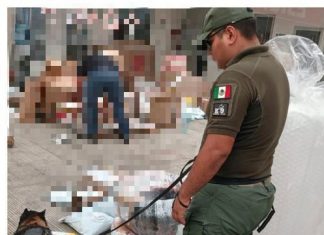 Asegura Compañía K9 de Fuerza Civil en distintos operativos tres kilos de marihuana