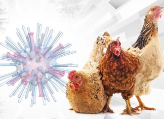 Primera muerte a causa de gripe aviar H5N2 en México