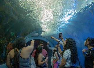 En estas vacaciones, visita el Aquarium del Puerto de Veracruz y vive una experiencia inolvidable