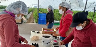 Veracruz fortalece la movilidad laboral agrícola hacia Estados Unidos