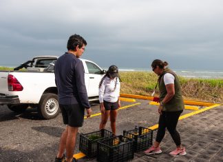 Aquarium y Profepa liberan tres tortugas marinas