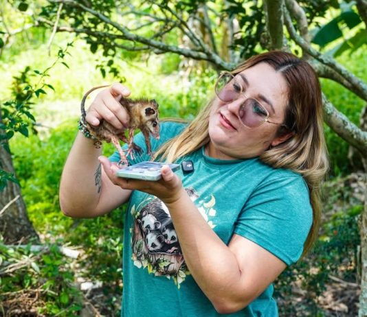 YULIET GALLARDO PARTICIPA EN LIBERACIÓN DE TLACUACHES Y REAFIRMA SU COMPROMISO CON LA CONSERVACIÓN DE LA FAUNA SILVESTRE