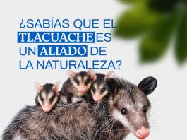 YULIET GALLARDO LLAMA A PROTEGER LA FAUNA Y PRESERVAR EL EQUILIBRIO DE LOS ECOSISTEMAS