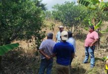 GOBIERNO FORTALECE ACOMPAÑAMIENTO TÉCNICO A PRODUCTORES DE CÍTRICOS