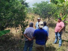 GOBIERNO FORTALECE ACOMPAÑAMIENTO TÉCNICO A PRODUCTORES DE CÍTRICOS